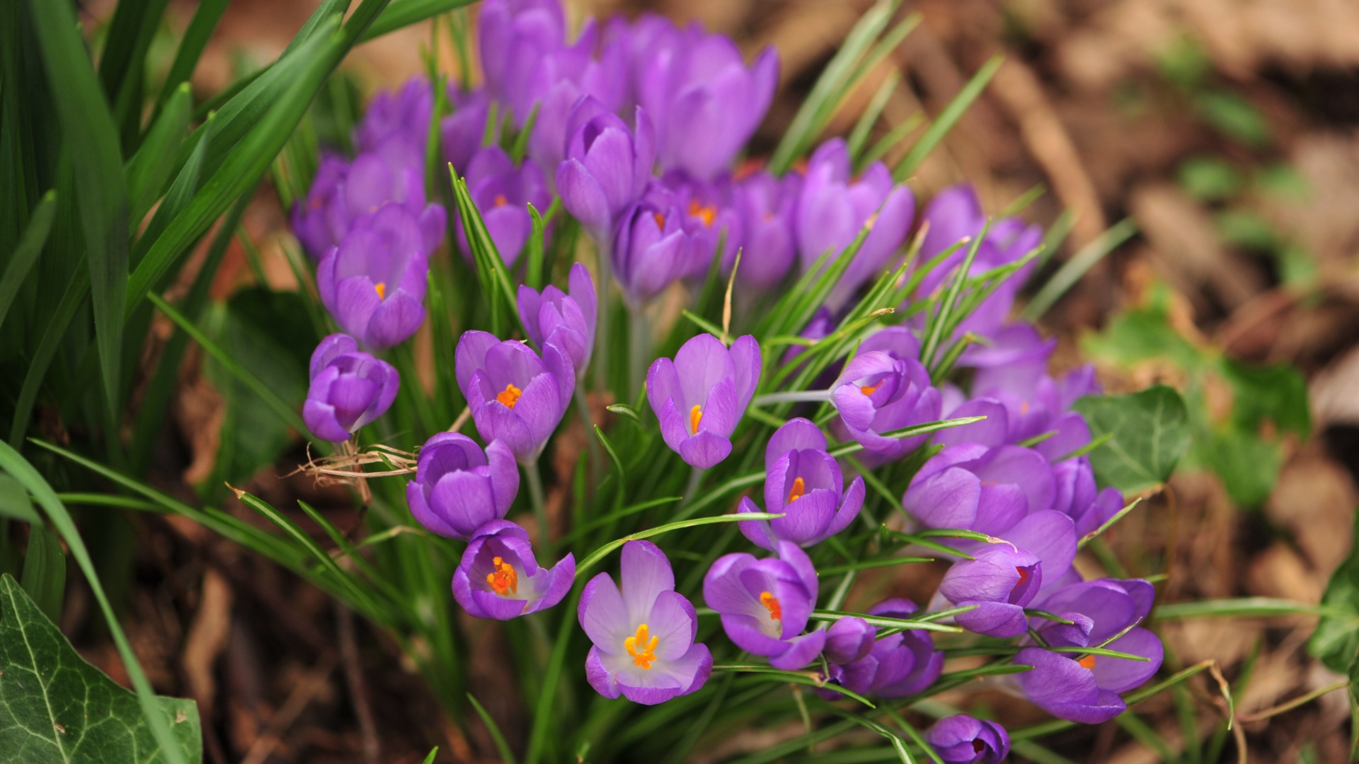 Nature Spring Purple Flowers Close Up High Definition Wallpaper