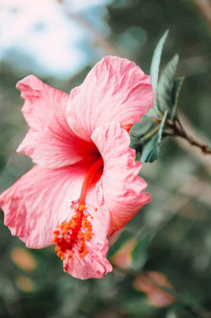 Hibiscus Aesthetic Wallpaper