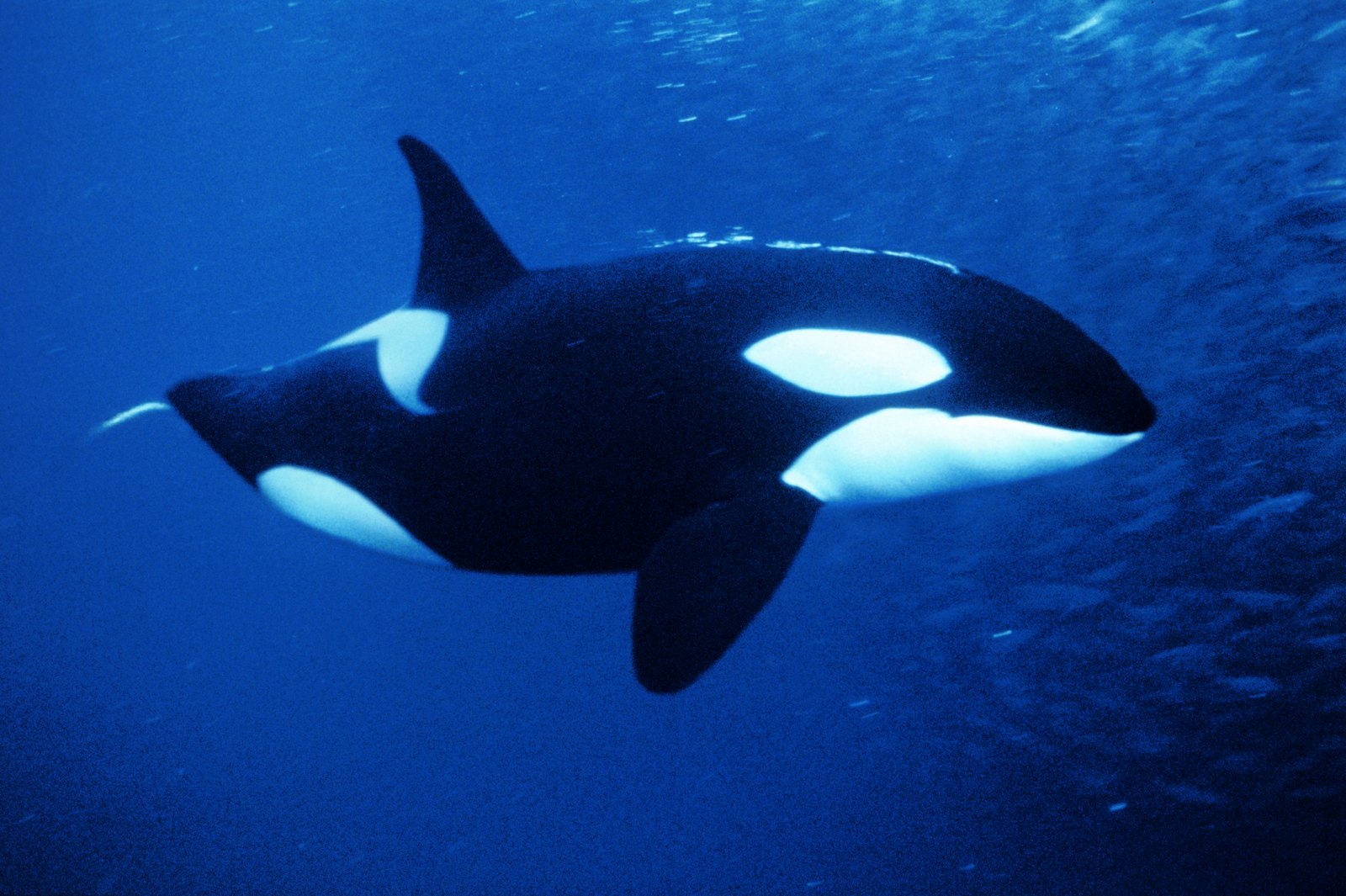 Cute Background And Wallpaper Sharks Killer Whales