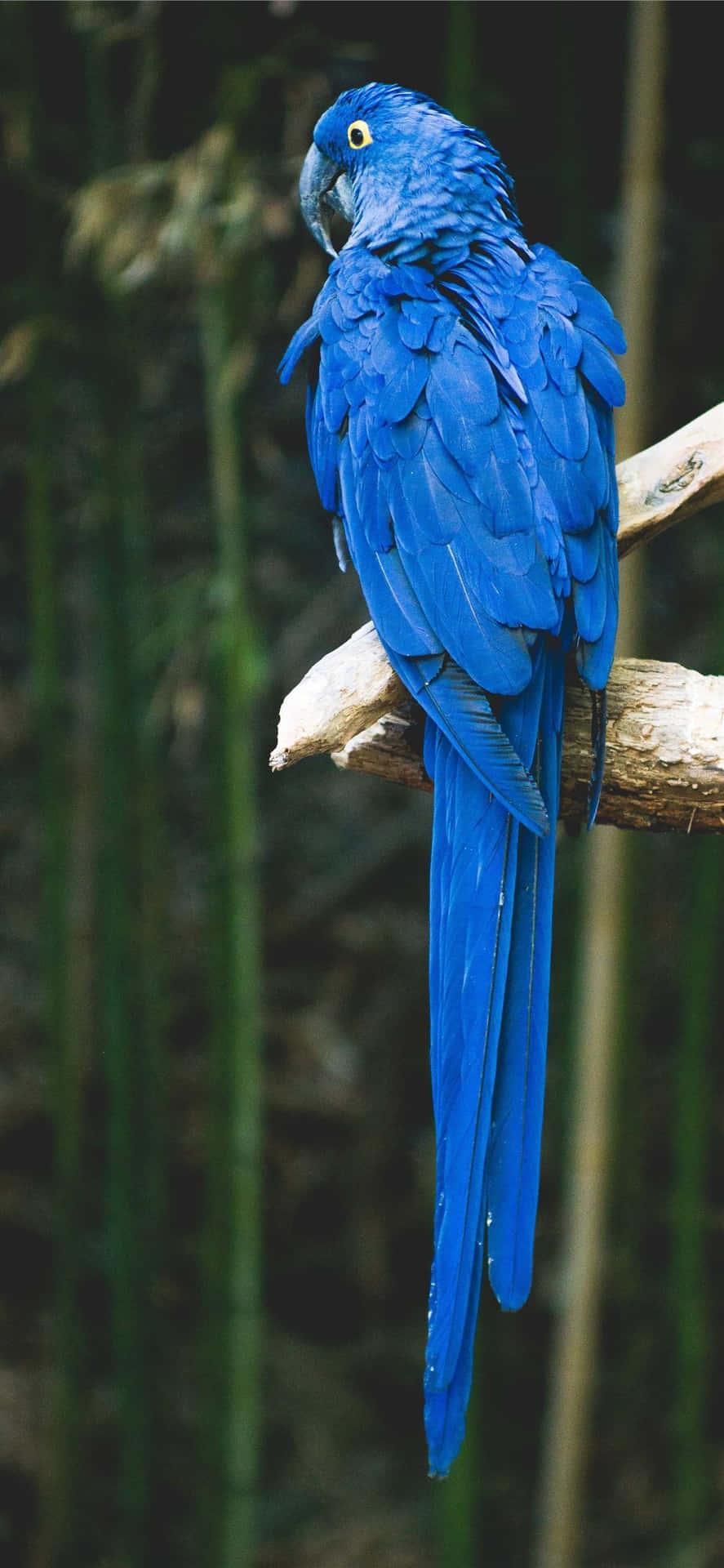 Bird iPhone Wallpaper