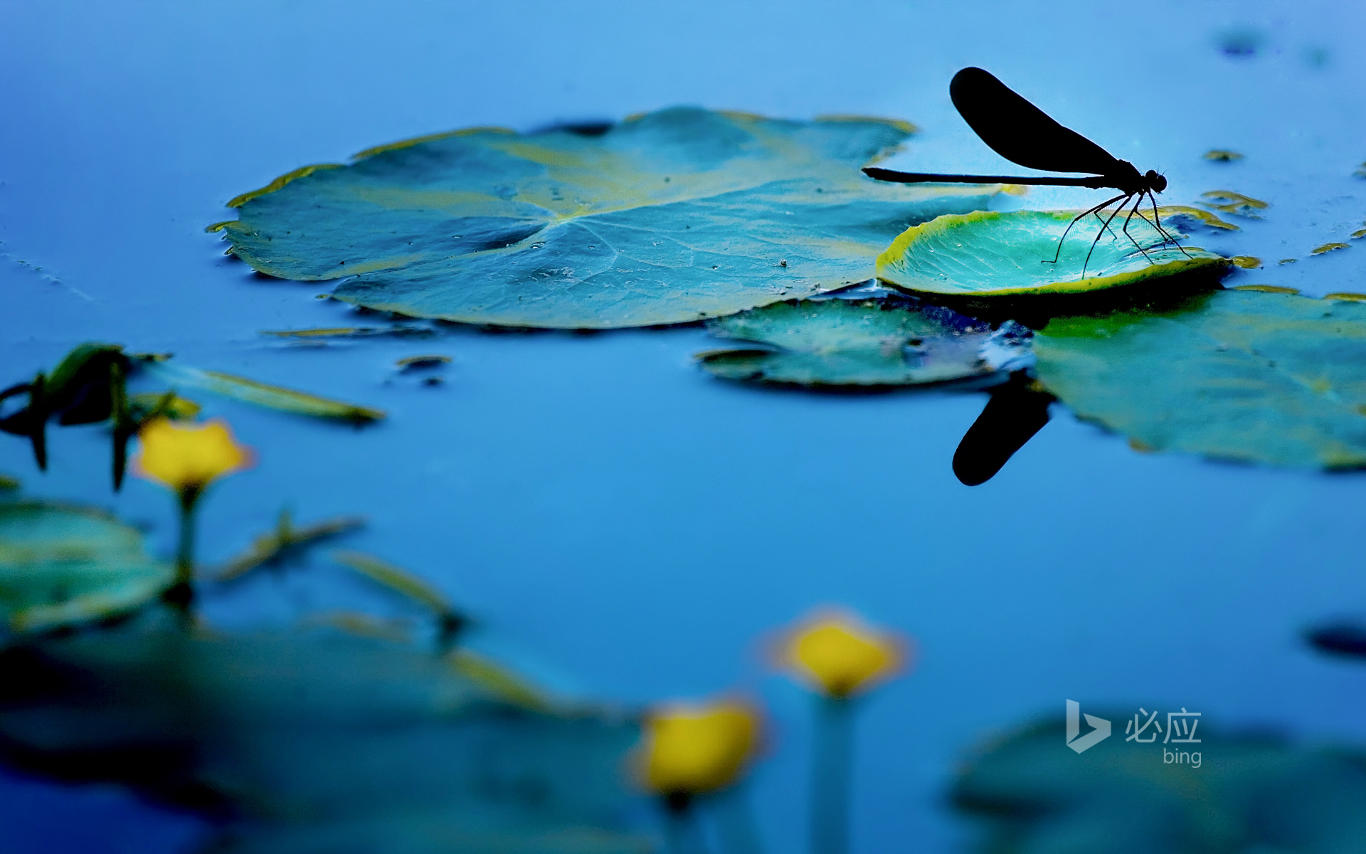 HD Bing Wallpaper Archive Daily Full Resolution