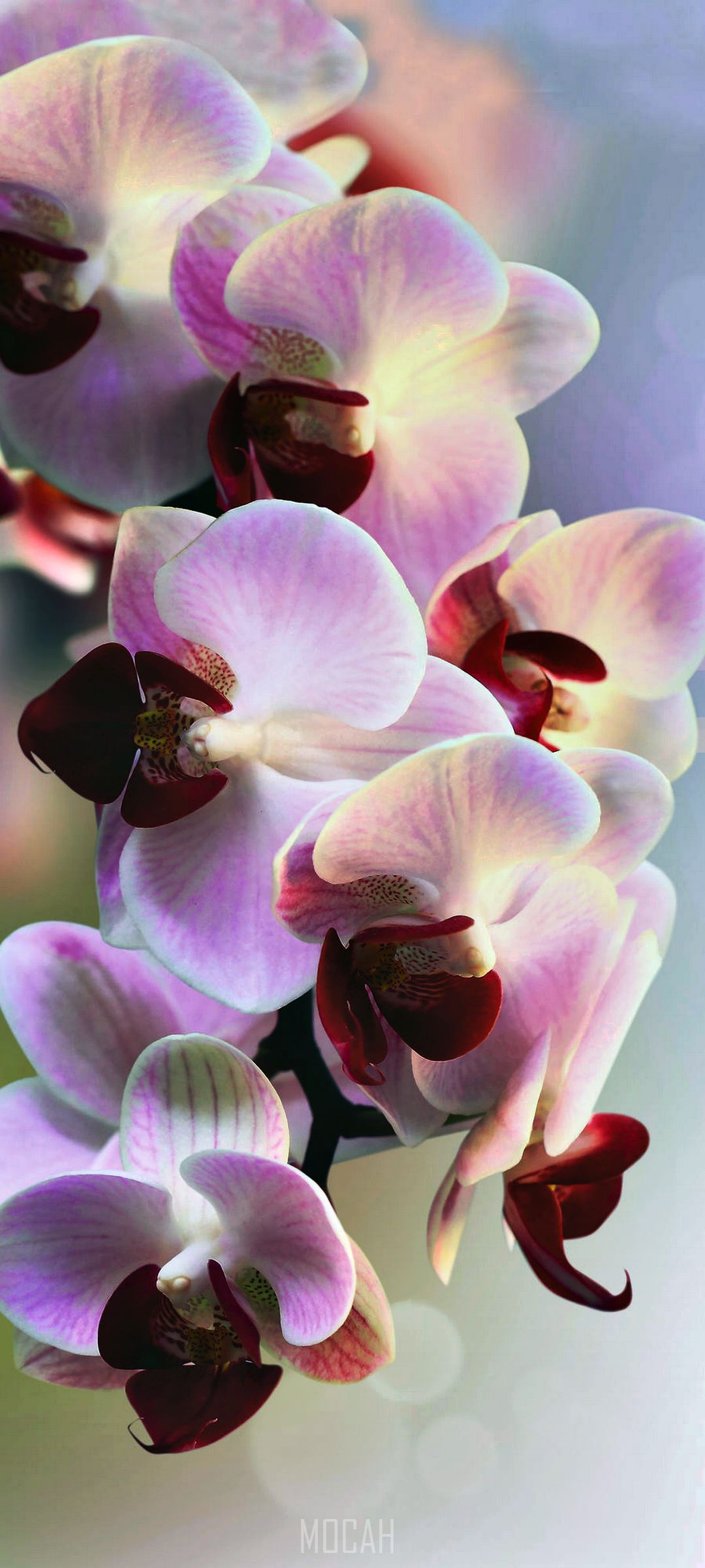 Orchids HD Wallpaper