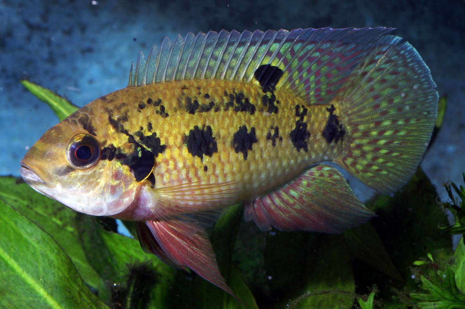 Freshwater Fish Wallpaper HD In Animals Imageci