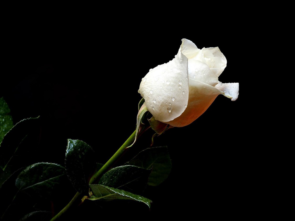 White Rose Wallpaper HD Pictures Live Hq