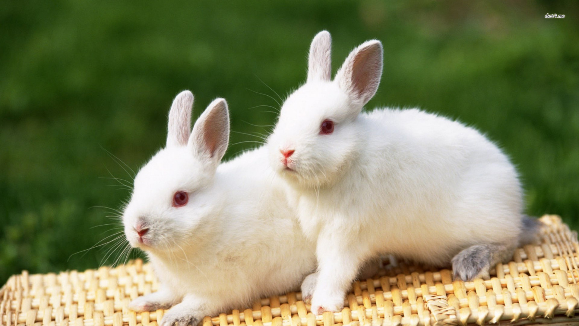 Cute White Rabbit Image Baltana