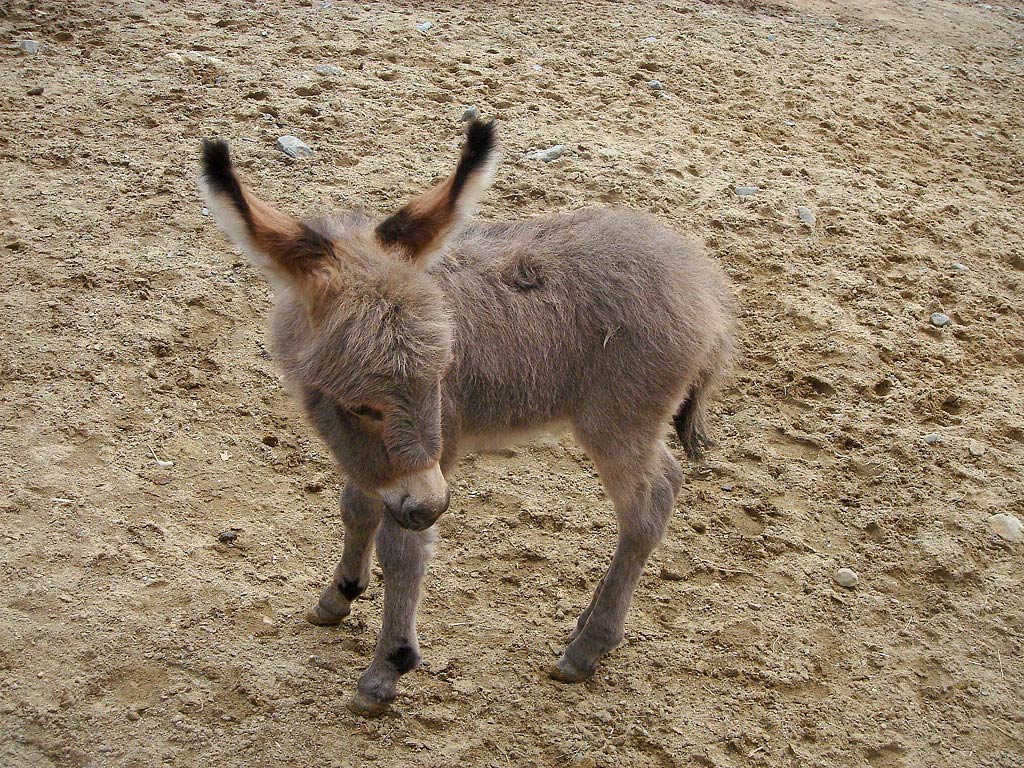 Donkey Wallpaper