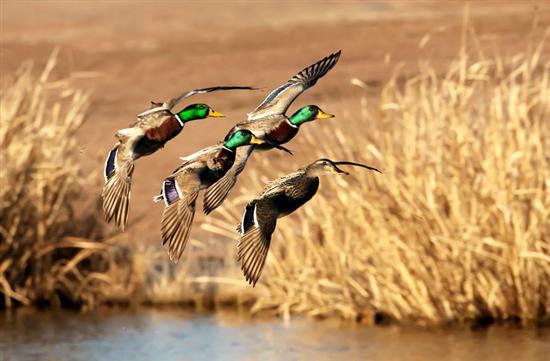 ducks unlimited logo wallpaper