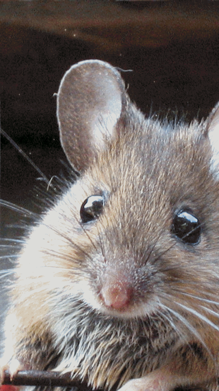 Cute Pet Rats Live Wallpaper In