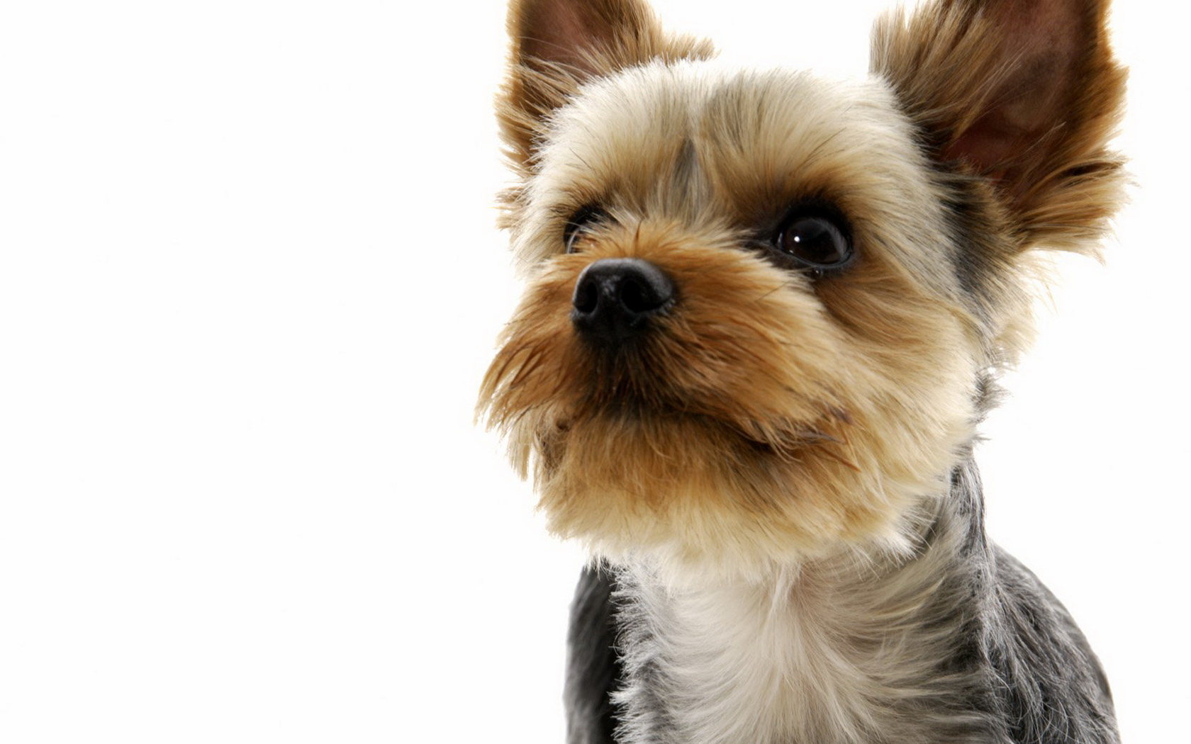 Yorkie Puppies Photos Pictures Wallpaper Desktop Dogs