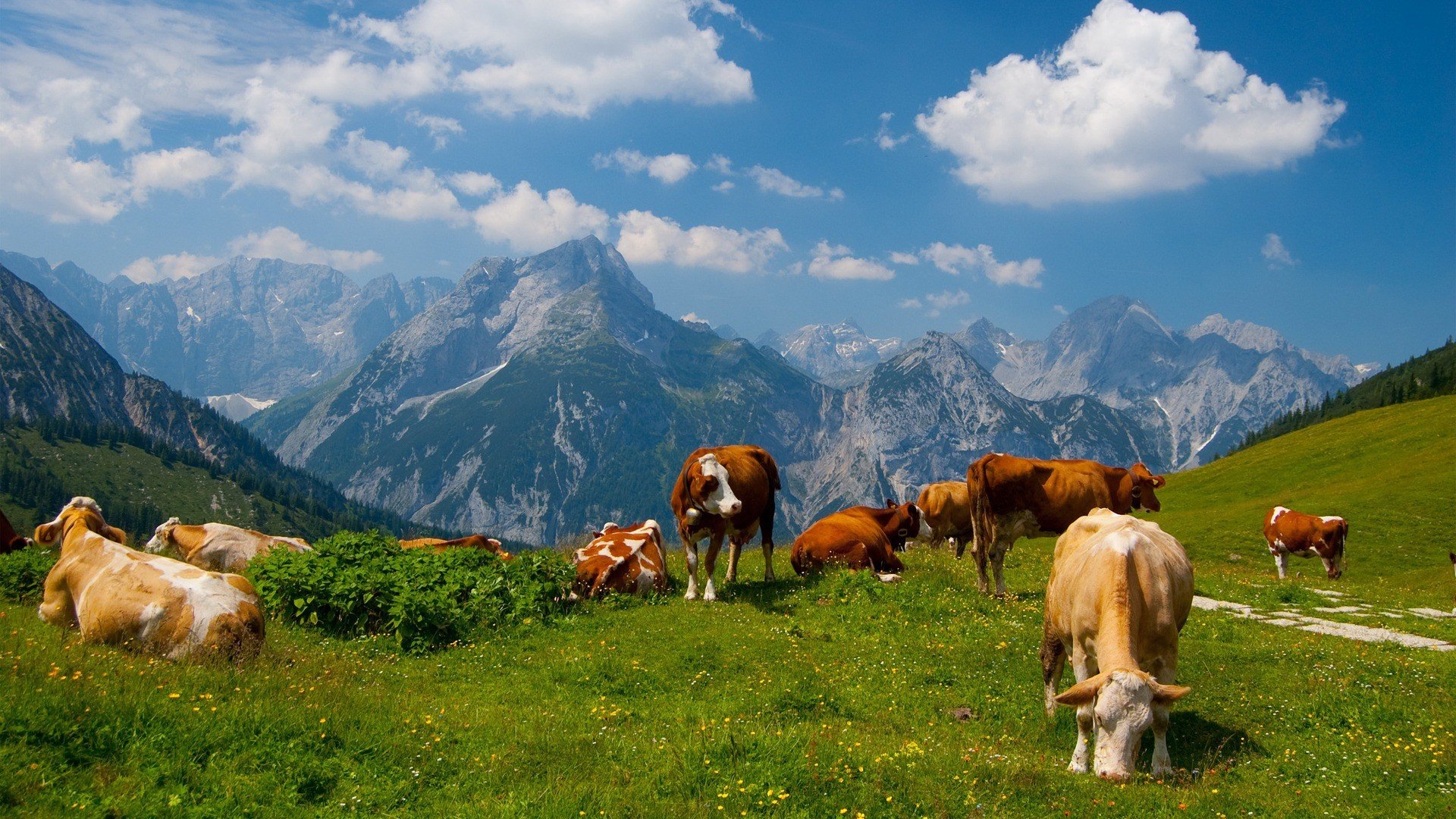 Mountains Landscapes Nature Animals Cows Wallpaper Background