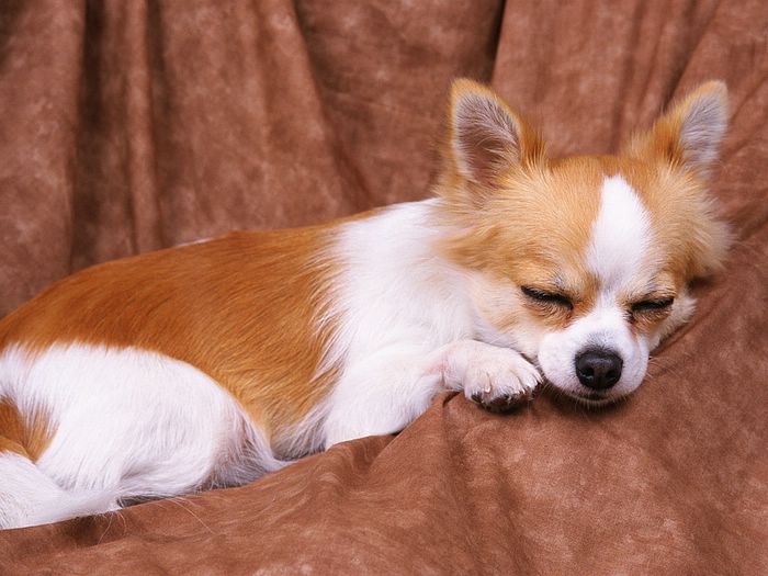 Sleeping Chihuahua Puppy Wallpaper Ing Now M5x Eu