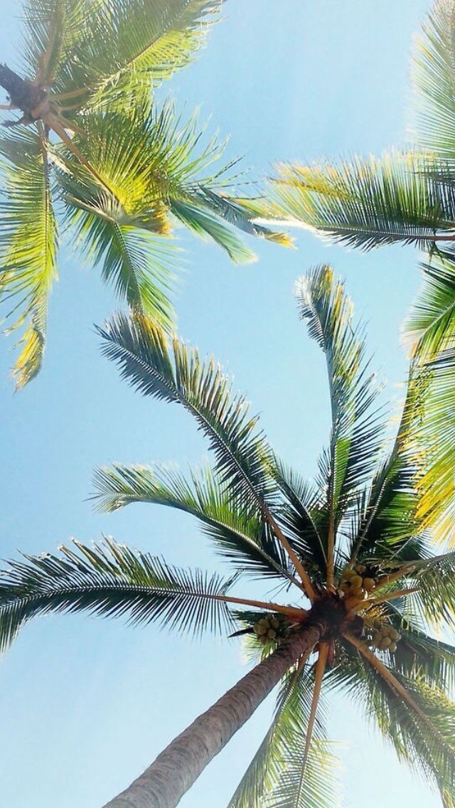 Palm Trees Summer iPhone Wallpaper B A C K G R O U N D S H E