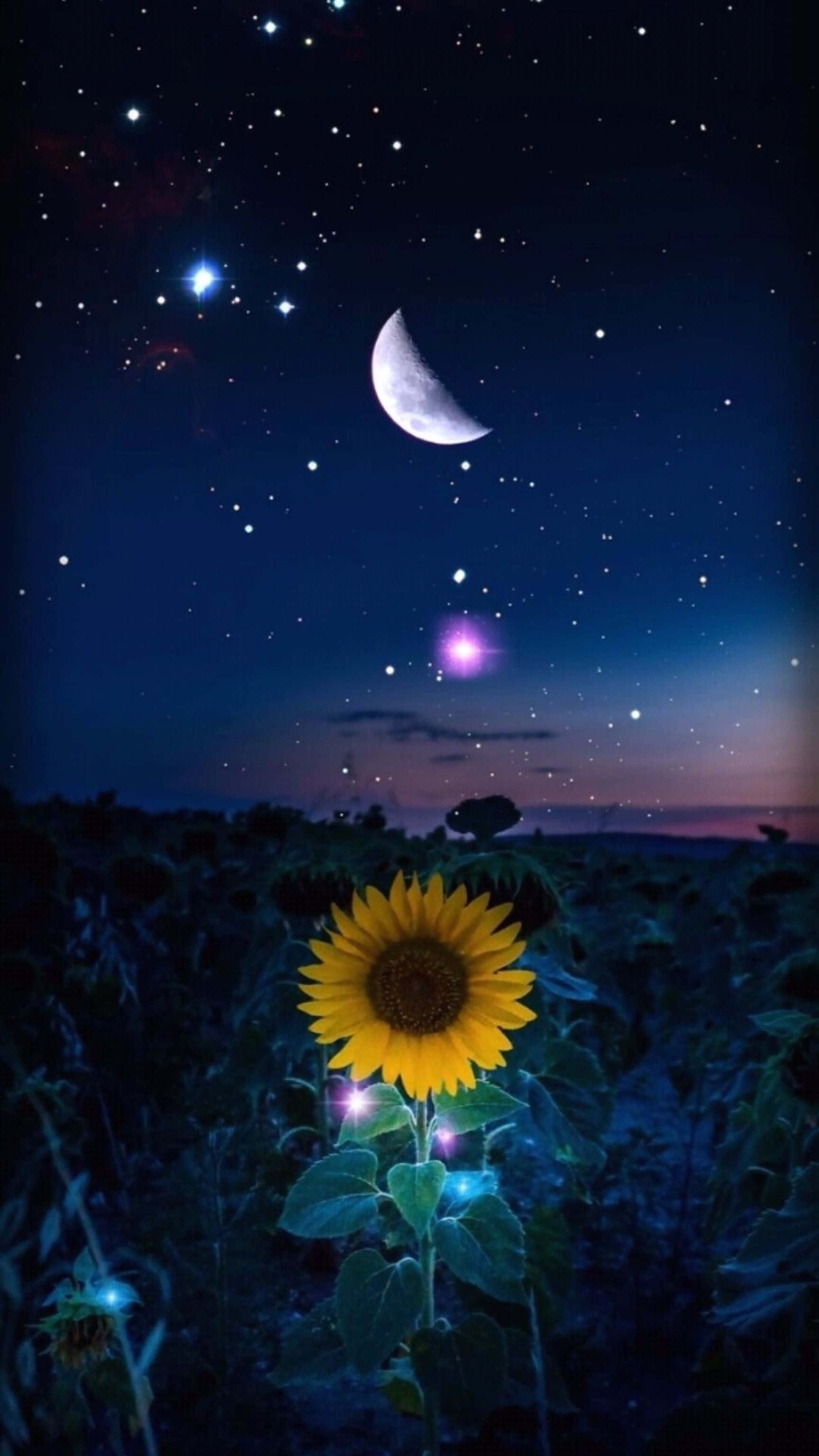 Sunflower Aesthetic iPhone Wallpaper