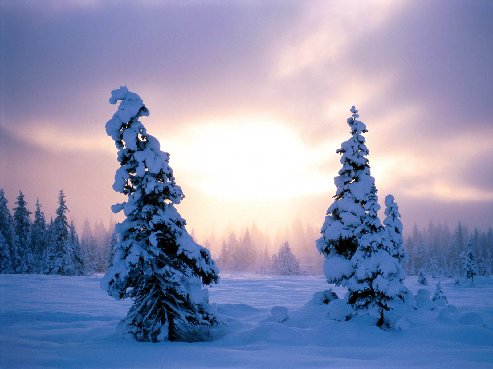 Two snow-covered evergreen trees stand in a snowy field against a backdrop of a winter sunset, creating a serene and picturesque winter scene