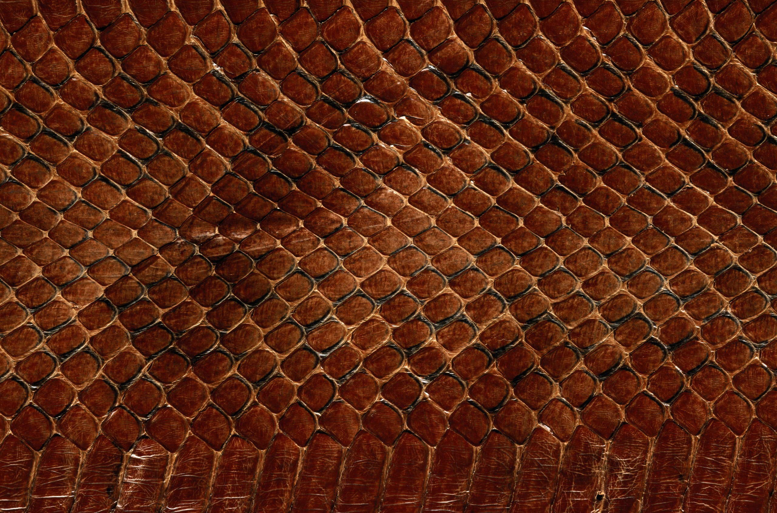 Wallpaper Texture Of The Skin Snake Scales Animal