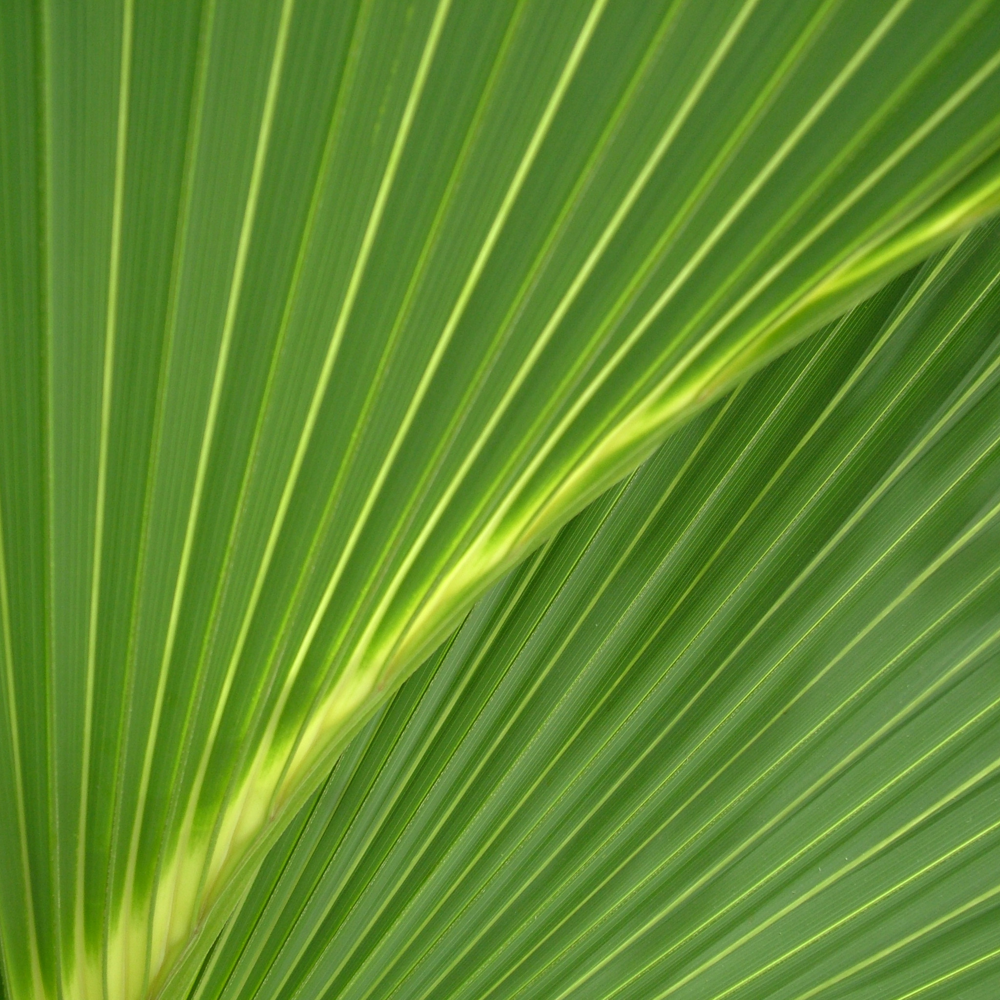 Riv Palm Leaf Texture iPad Wallpaper