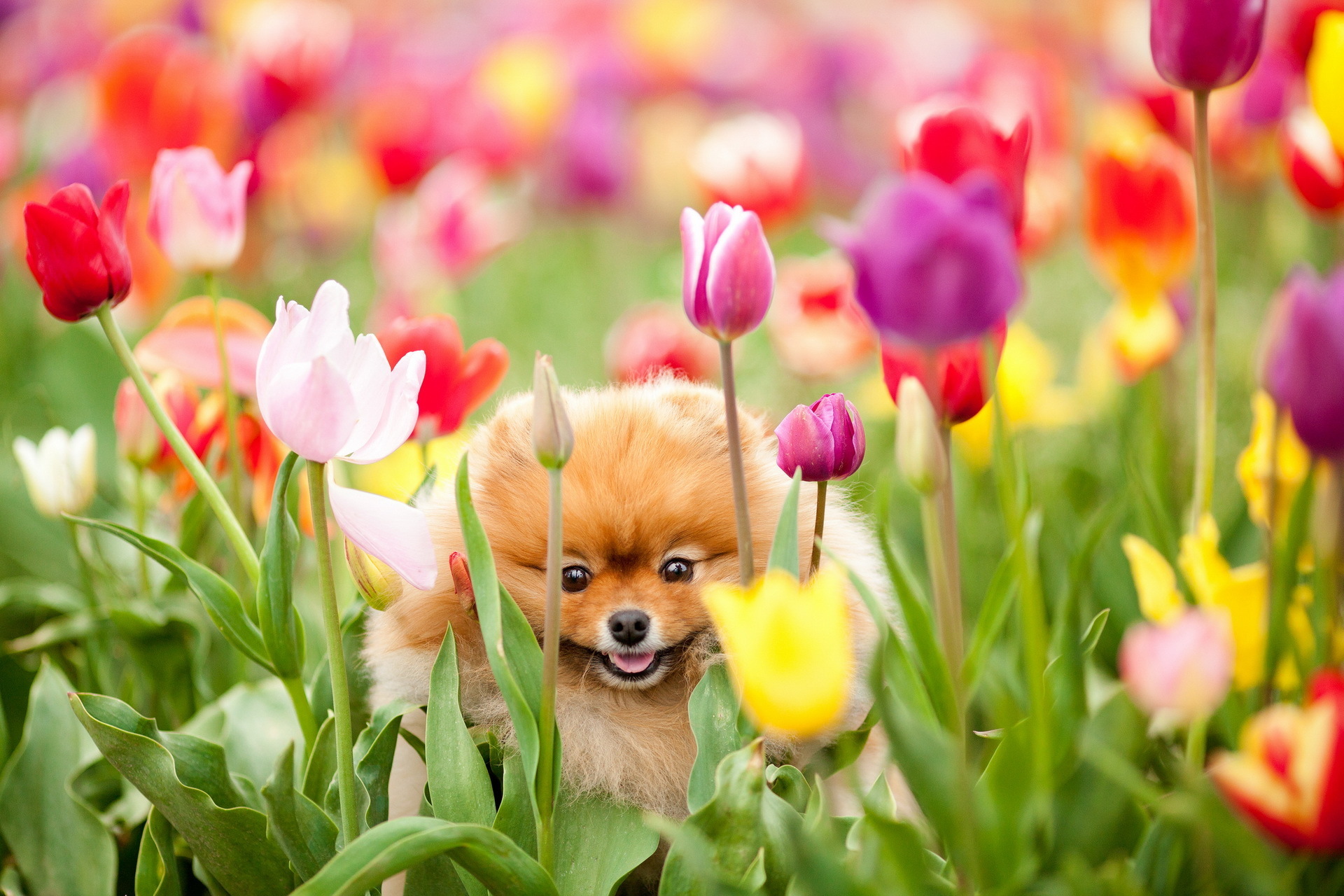 Image Spitz Dog Tulips Animals