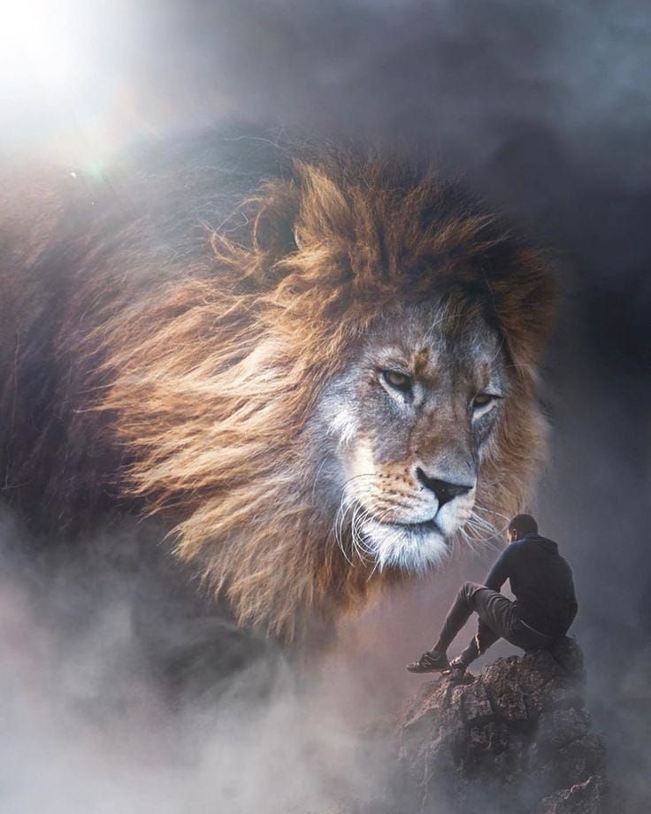 Mil Me Gusta Comentarios Lion King Of The Woods