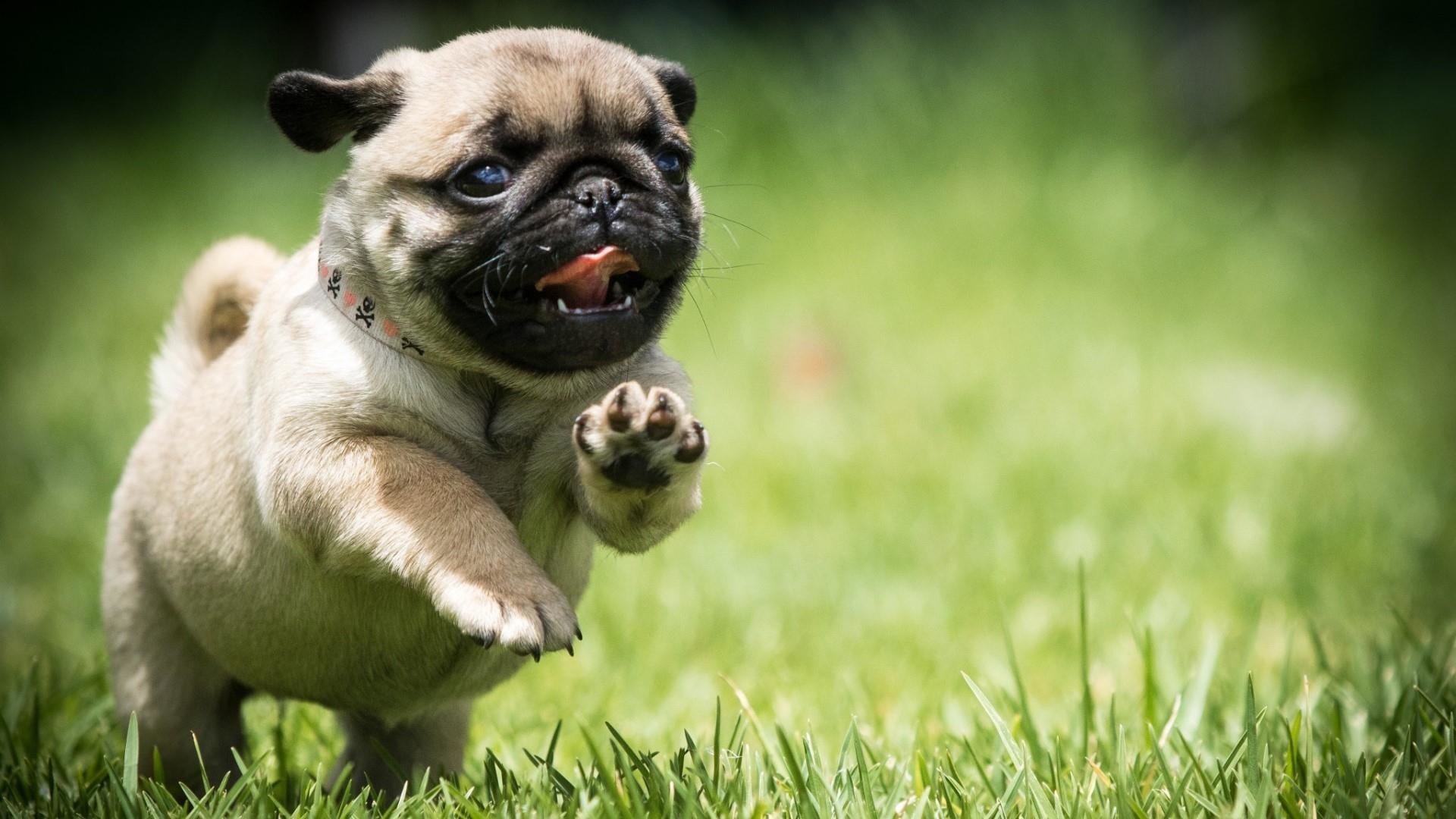 Free download Cute Pug Dog Wallpapers Top Free Cute Pug Dog Backgrounds [1920x1080] for your