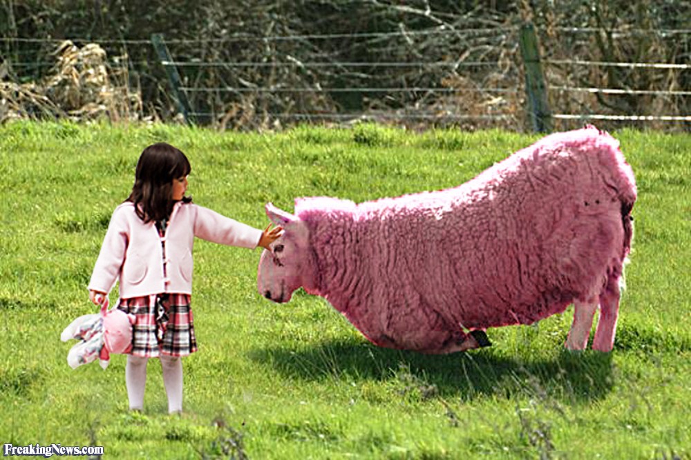 Girl With A Pink Sheep Pictures