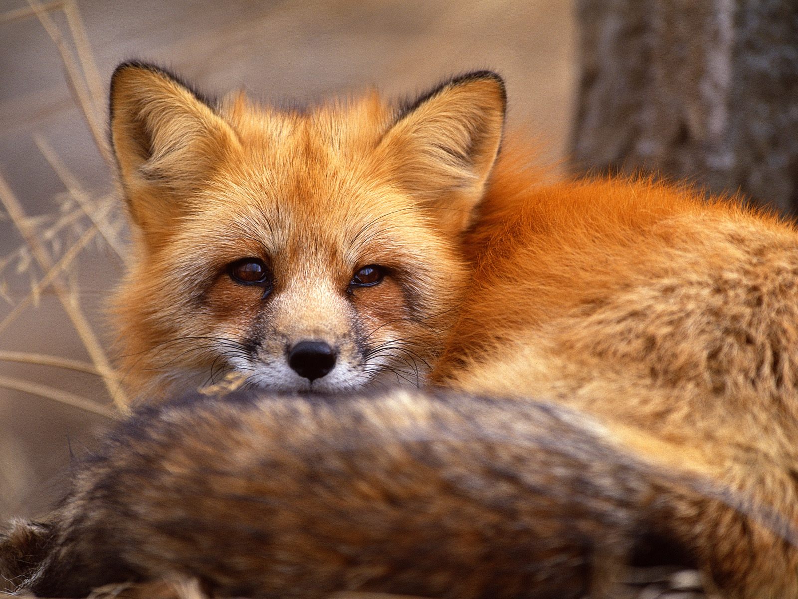 Home Animals HD Wallpapers Cute Baby Fox Wallpaper