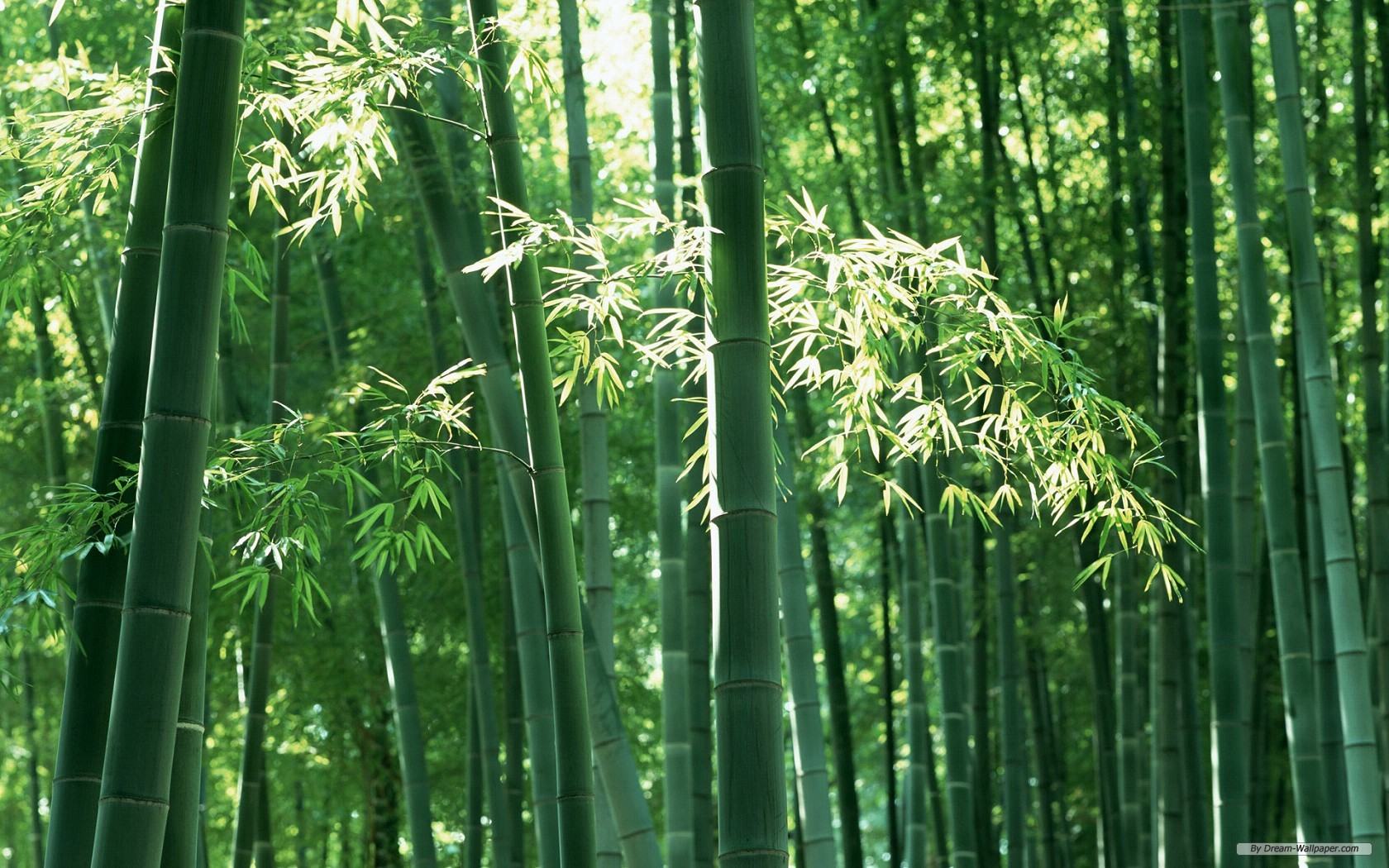 Wallpaper Background Nature Bamboo Forest