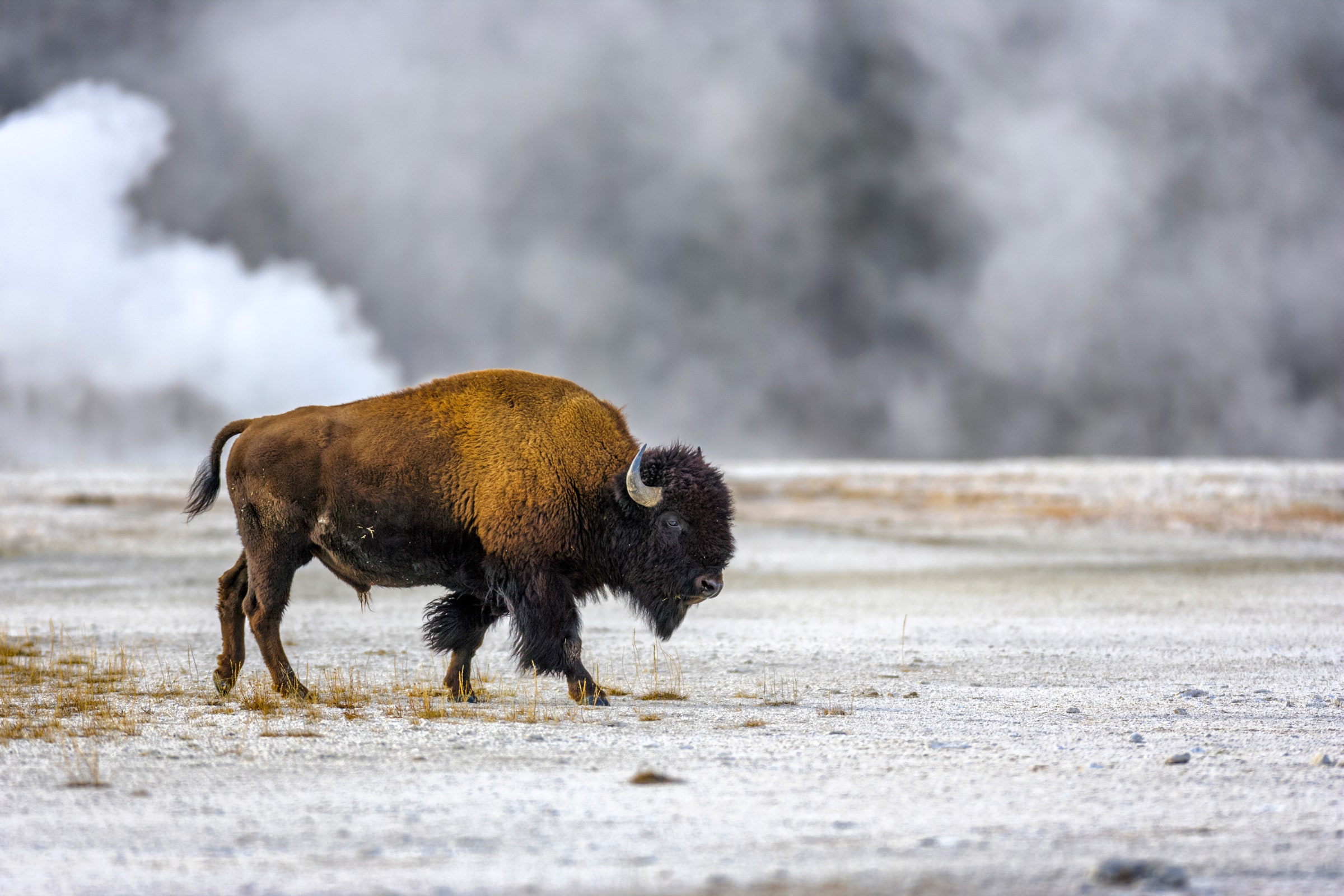 When The Bison Come Back Will Ecosystem Follow Wired