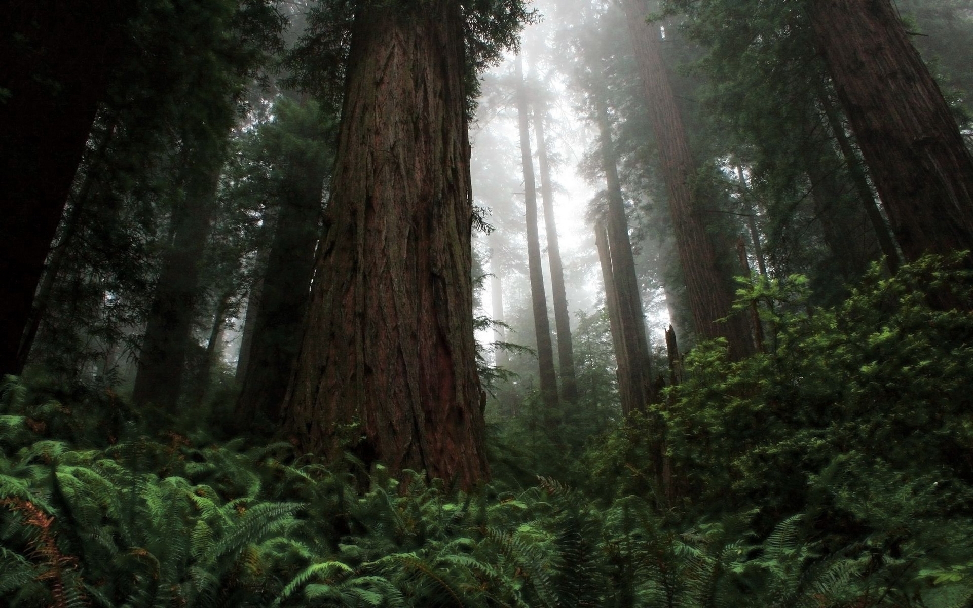 Redwoods HD wallpaper 1920x1200 31624