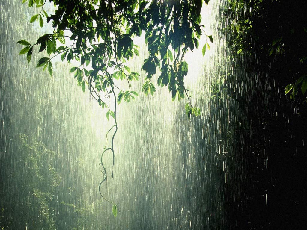 Rain Image Forest HD Wallpaper And Background