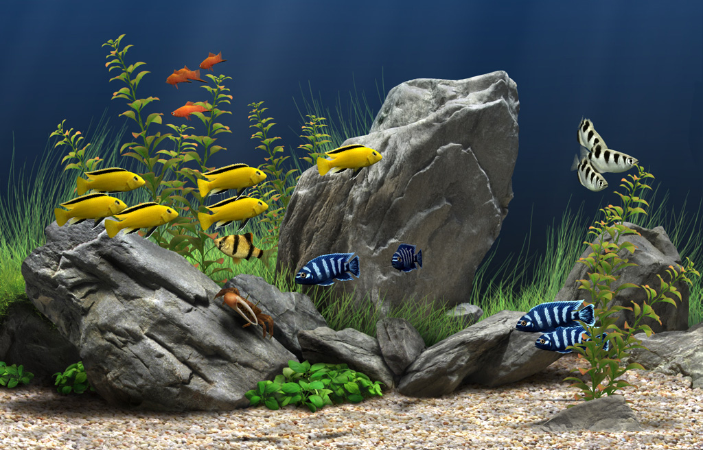 Wallpaper Fish Aquarium