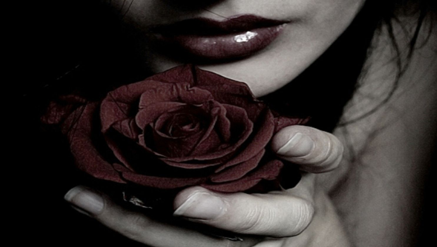 Dark Red Rose Wallpaper Pictures