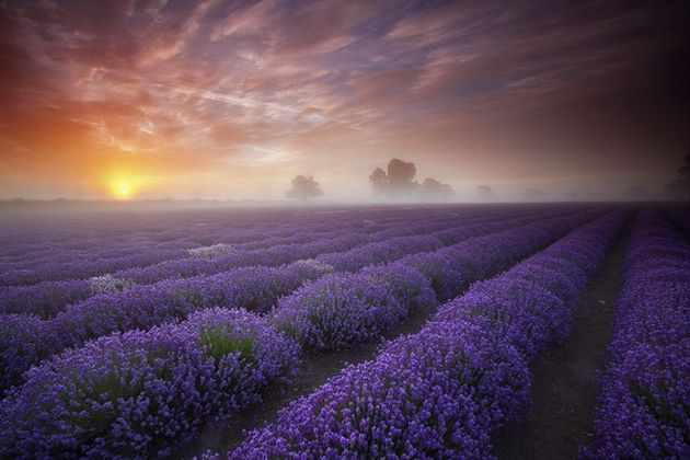 Beautiful Lavender Fields   Natures Wallpapers