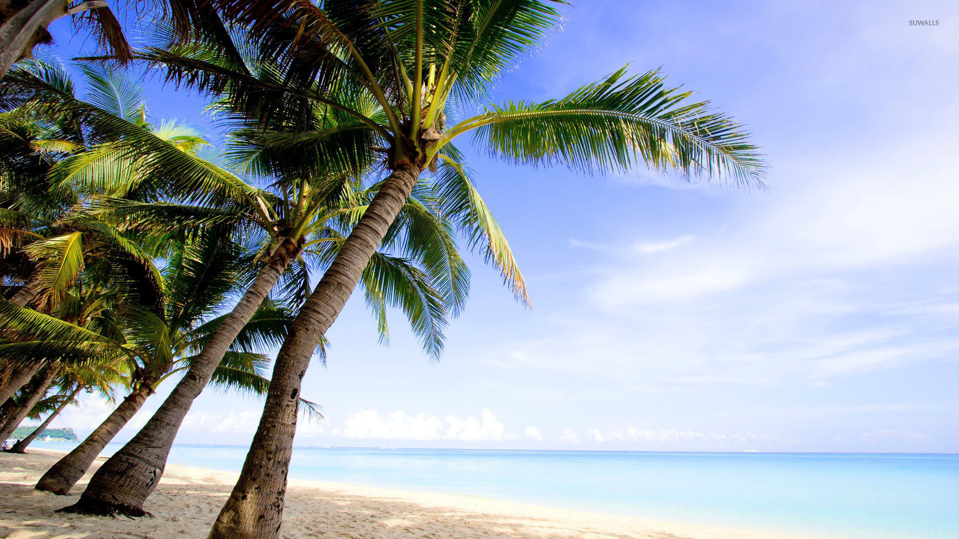 Palm Trees Wallpaper Beach