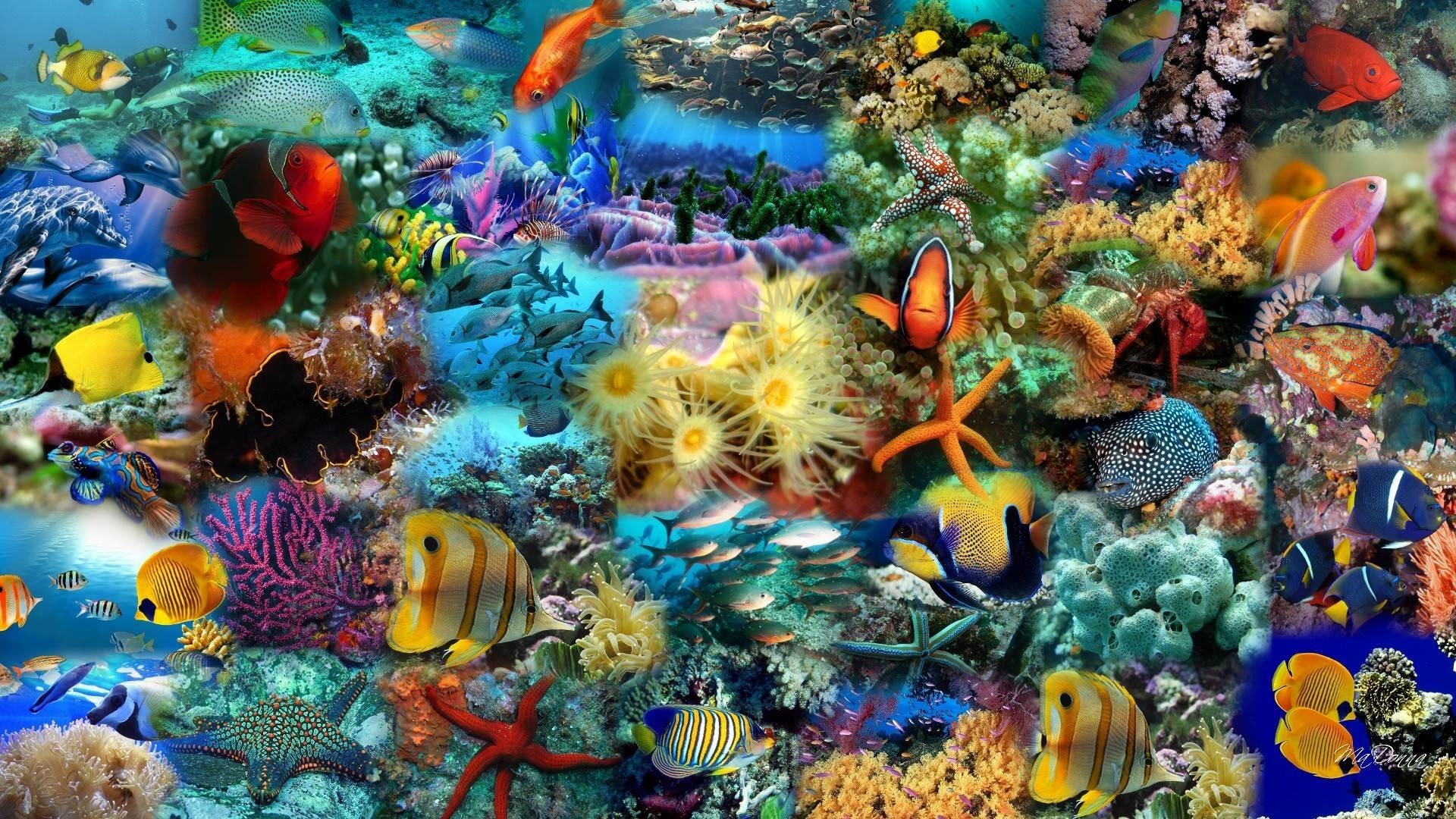 Fish Desktop Wallpaper Image