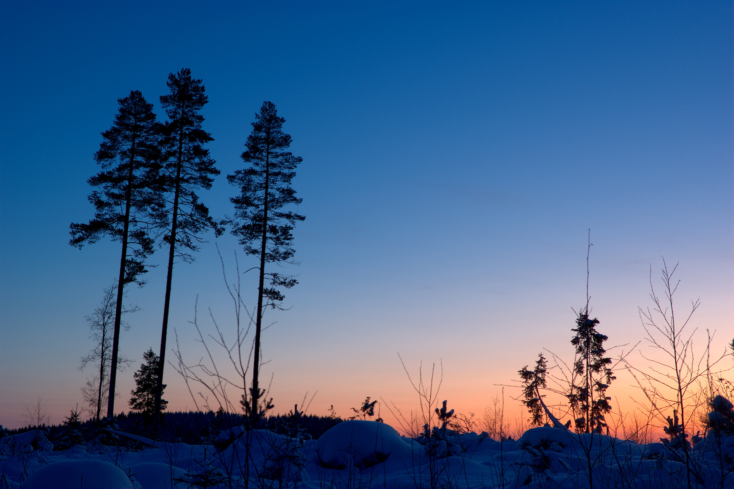Sunset Winter Wallpaper Forest Photography
