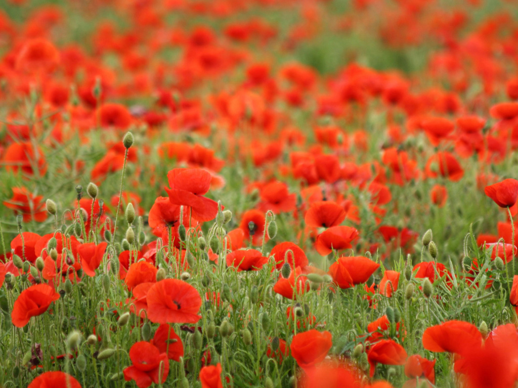 Flowers Wallpaper For Desktop