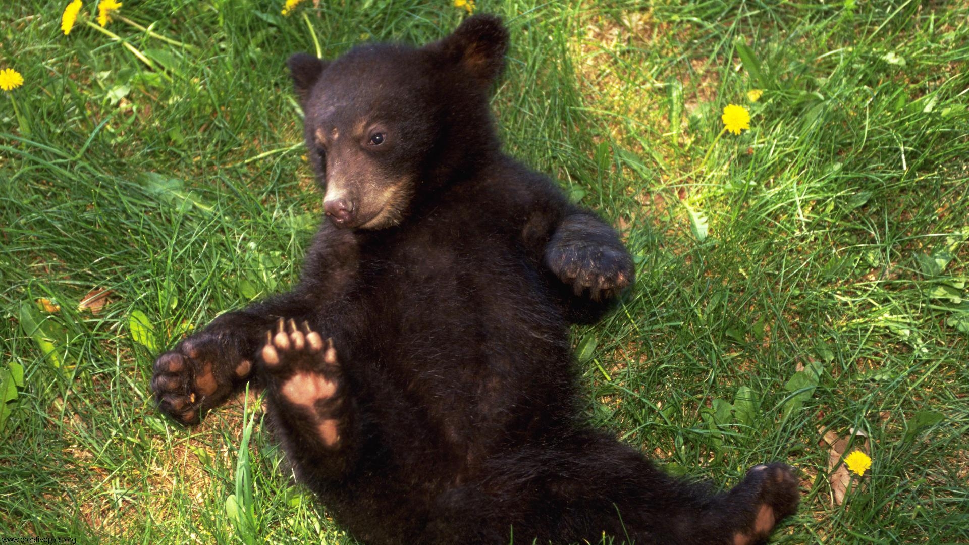 Playful Black Bear Cub HD Wallpaper Creative Pics