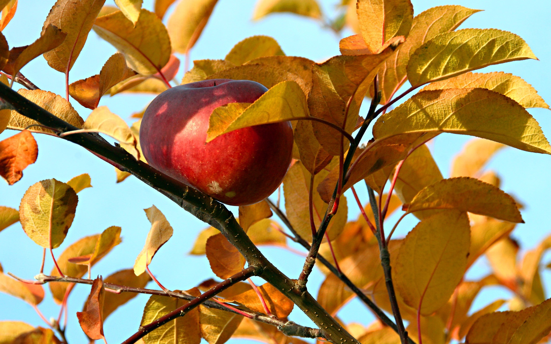 Autumn Apple On Your Mac S Hard Drive To Use It Later