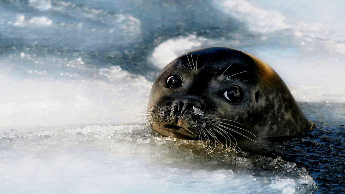 Baby Seal High Quality And Resolution Wallpaper On