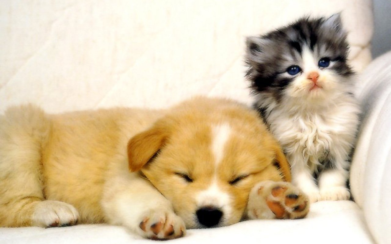 Cats and Dogs Wallpapers Animals Library