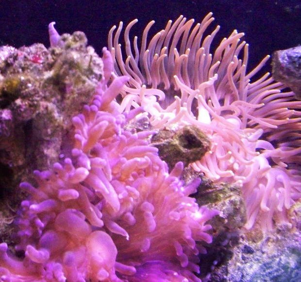 Pink Sea Anemone Wallpaper X HD Res
