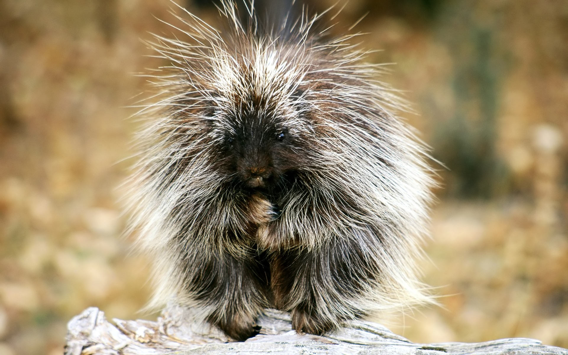 Baby Porcupine Exotic Animals HD Wallpaper And Make This For