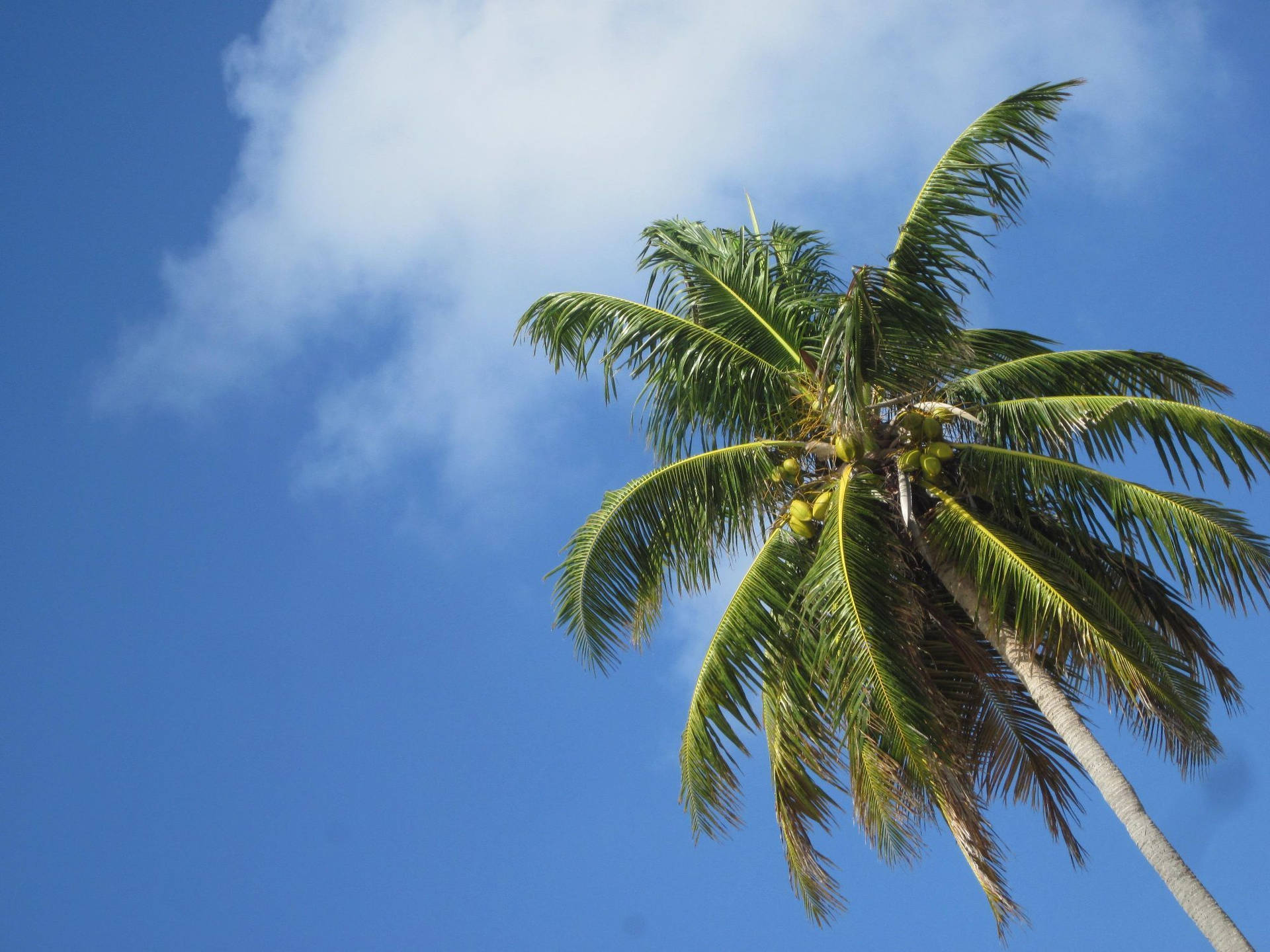 Coconut Tree Wallpaper