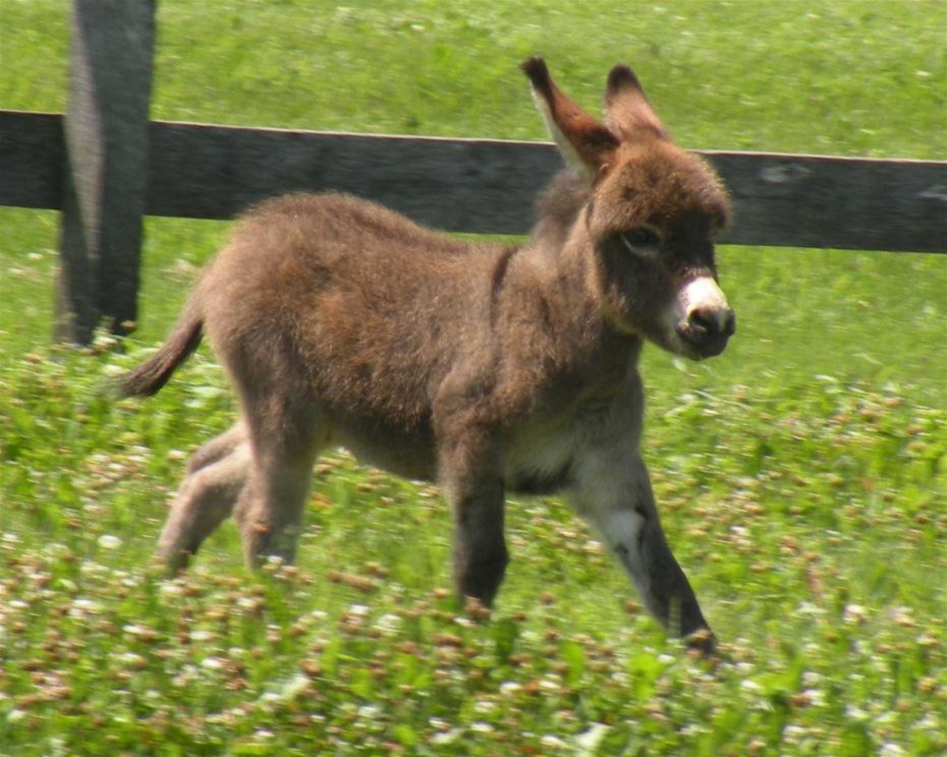 Donkey Wallpaper
