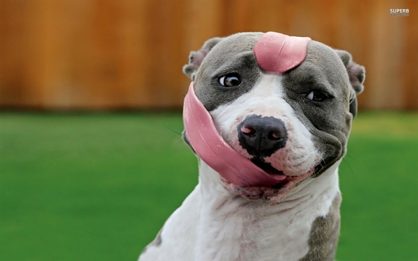 Funny Tongue Pitbull Dogs Wallpaper Desktop