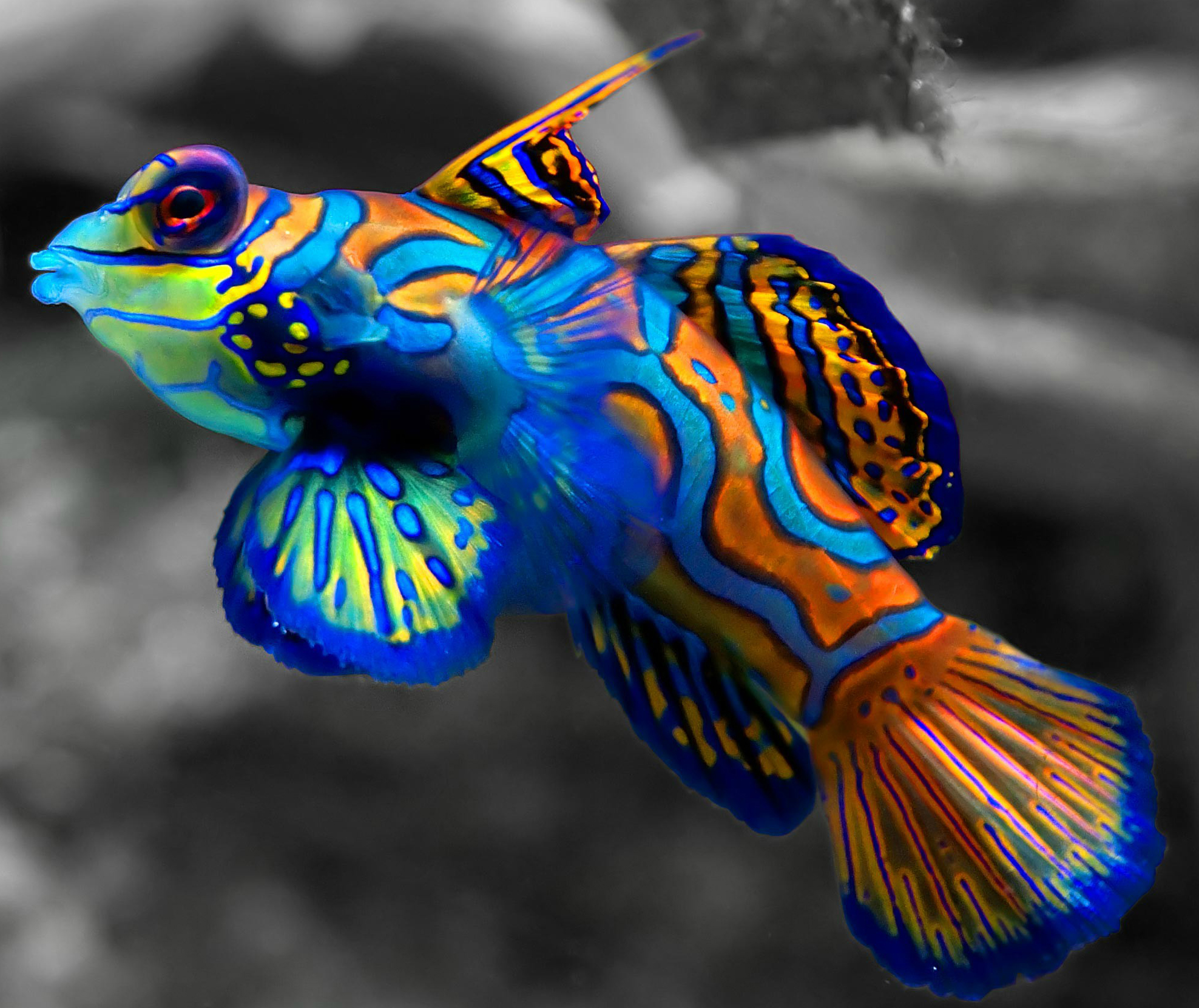 Live Saltwater Fish Mandarin Goby Green Reefs2go Sea Life