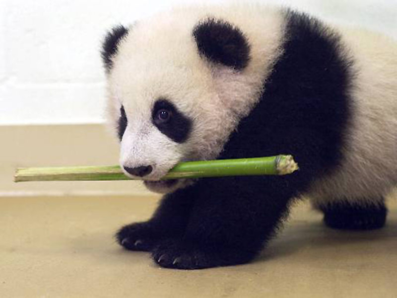Cute Baby Panda Wallpaper For iPad Animals