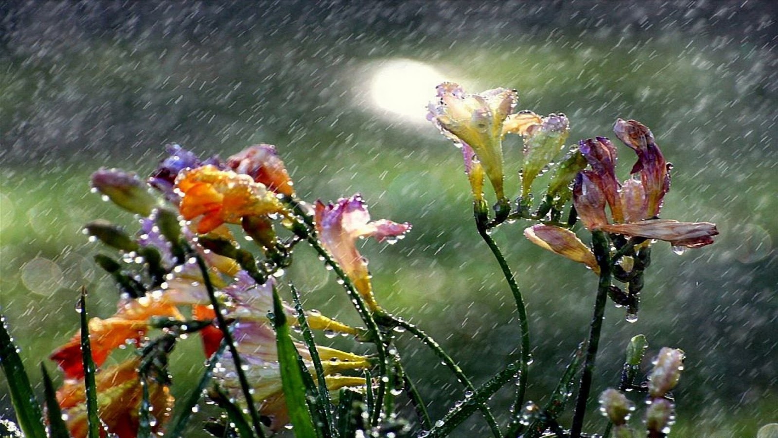Beautiful Rain Wallpaper