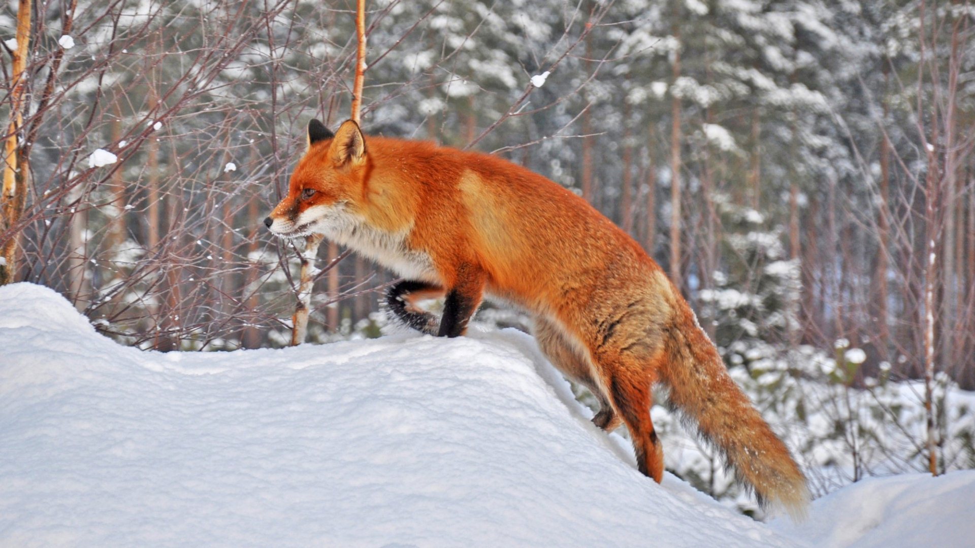 Fox In Snow HD Desktop Background Wallpaper