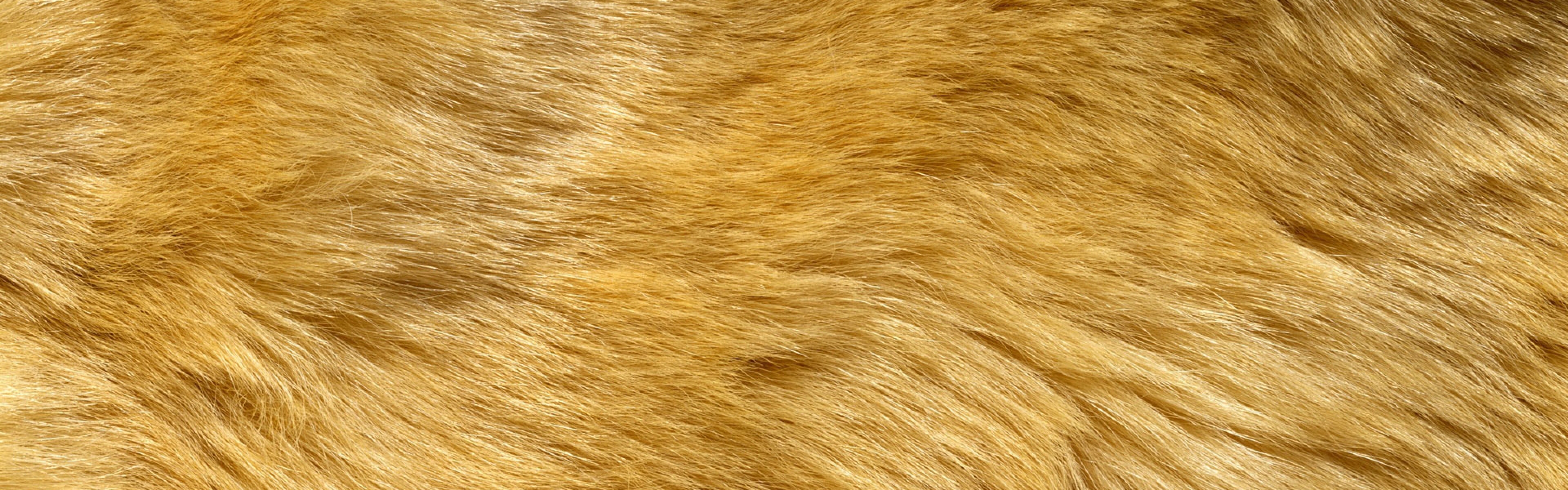 Wallpaper Fur Wool Hair Long Dual Wide HD
